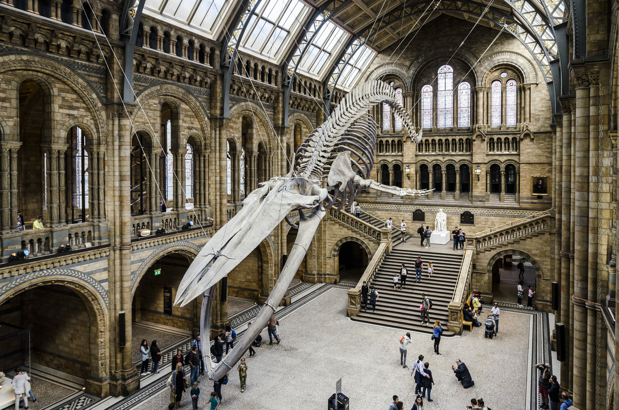 The image captures the grand interior of a large museum in Mayfair, with a suspended blue whale skeleton at its center. Visitors admire the display beneath vaulted stone arches and large windows, reminiscent of Londons architectural elegance. Stairs and intricate details surround the exhibit.